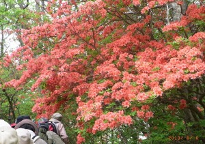 登山道の山つつじ 登山道の山つつじ